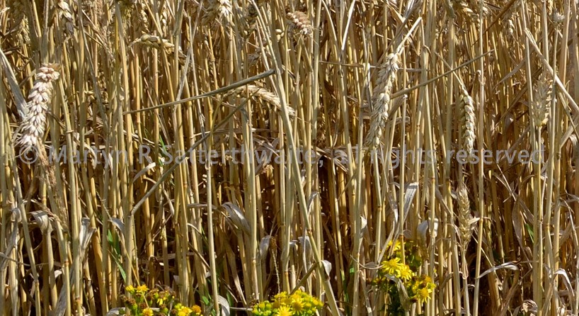 Corn field with flowers - England