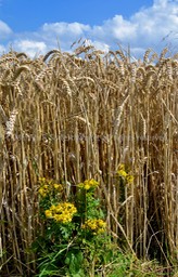 Corn field with flowers - England