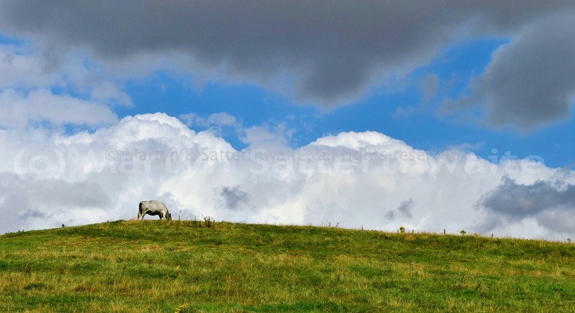 Cow on a hill