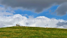 Cow on a hill