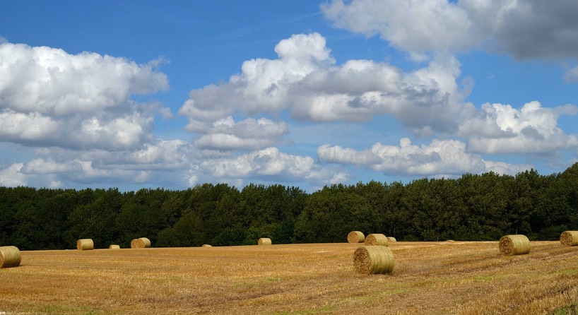 English corn field after harvest