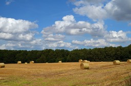 English corn field after harvest