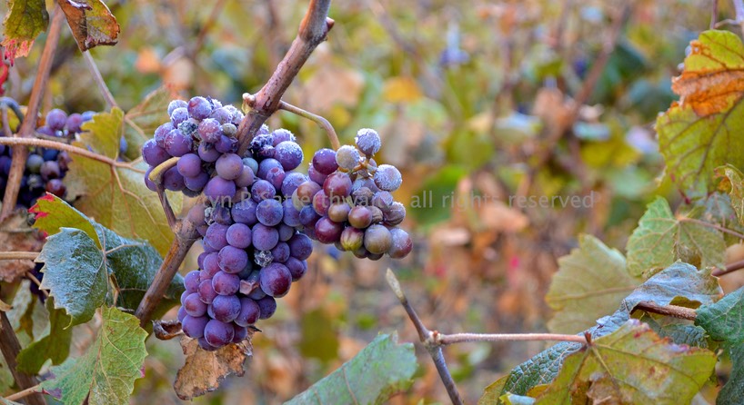 Grapes