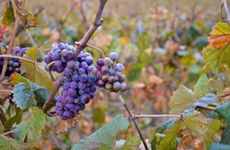 Grapes