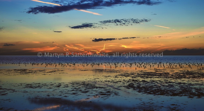 Sunset feeding on the wash - Norfolk - England